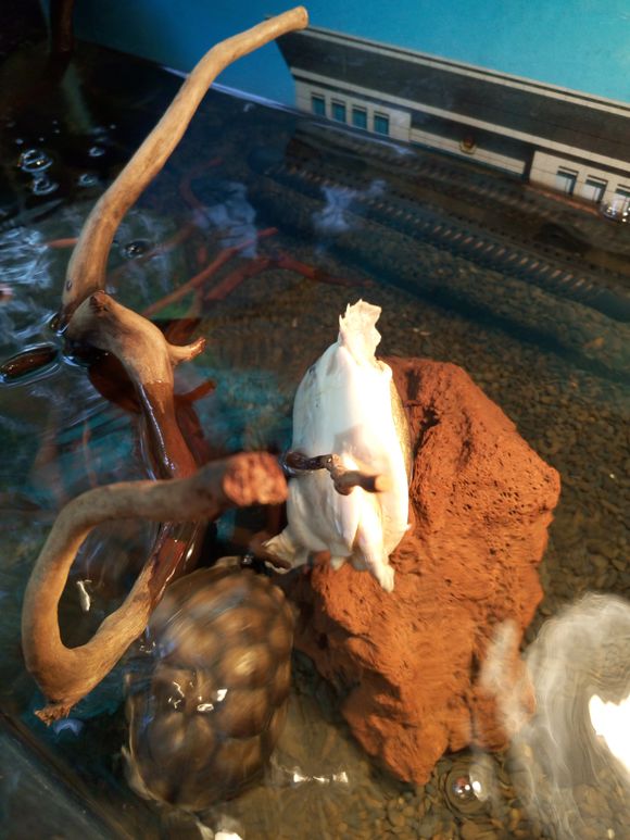 科普龟类知识视频展示,所有龟鳖类动物