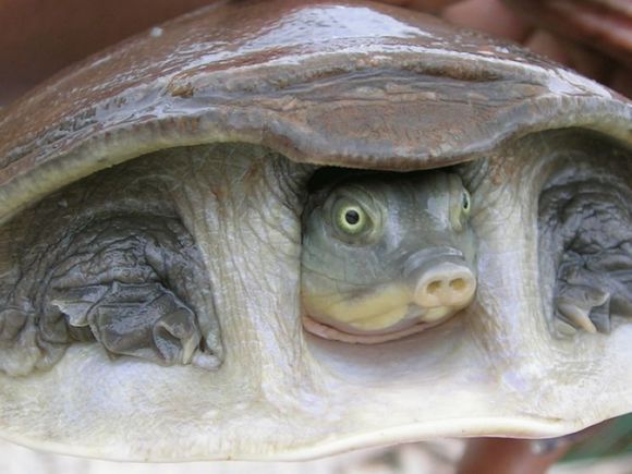 龟鳖目动物大全及图片,所有龟鳖类动物