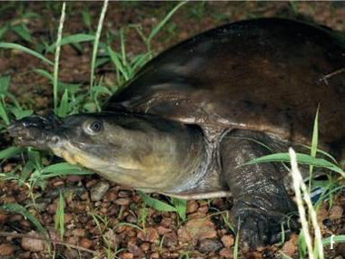 科普龟类知识视频展示,所有龟鳖类动物