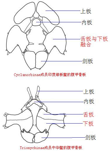 龟鳖目动物大全及图片,所有龟鳖类动物