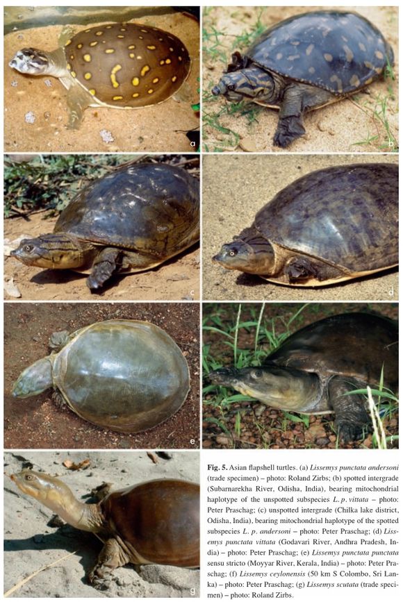 龟鳖目动物大全及图片,所有龟鳖类动物