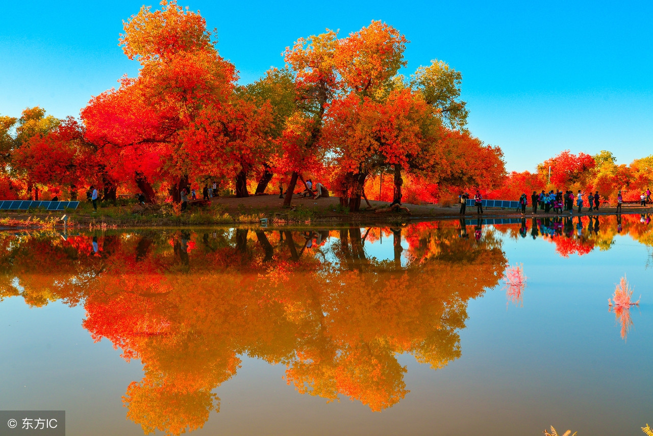 额济纳胡杨林露营攻略,额济纳胡杨林自驾游免费露营