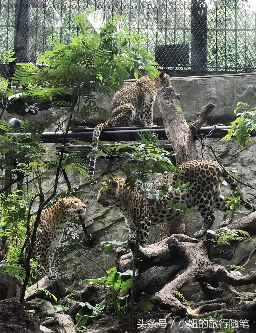 考拉最多的动物园,长隆动物园考拉园