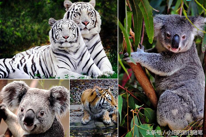 国内哪个动物园有考拉,广州长隆野生动物园考拉馆介绍