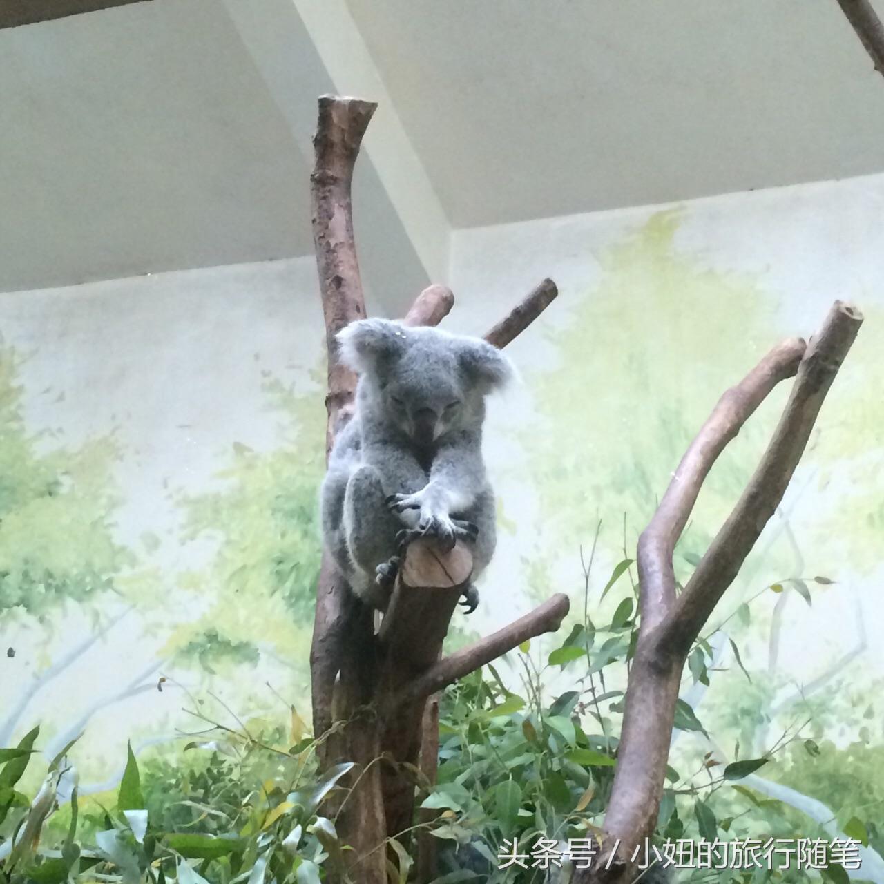 全国唯一可以看考拉的动物园,考拉野生动物园