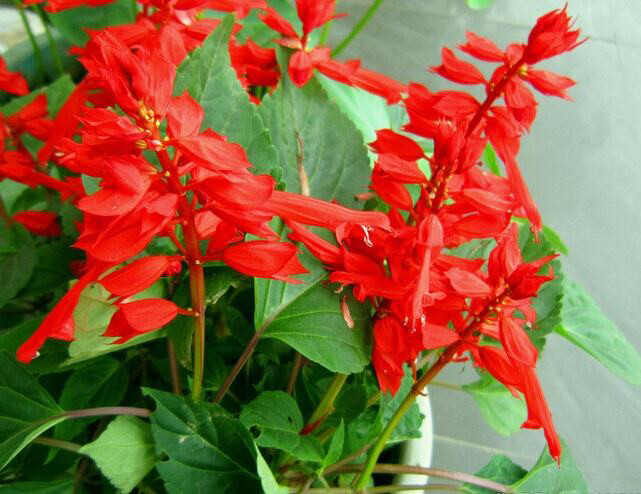 可以吸甜水的花是什么花,可以吸甜水的花