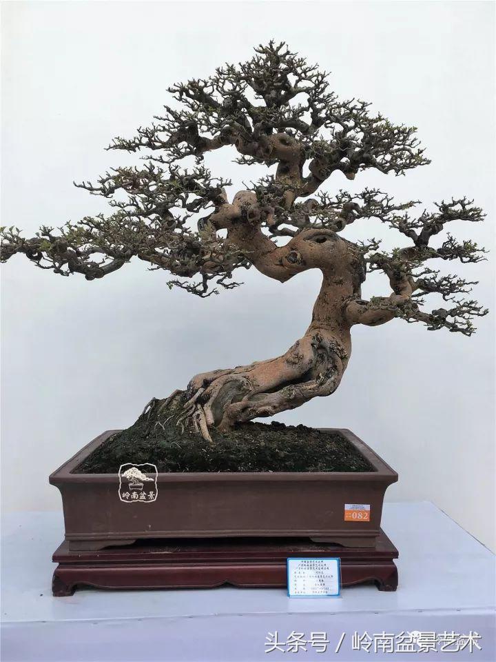 精品掌中宝三角梅盆景,顶级国宝级三角梅盆景