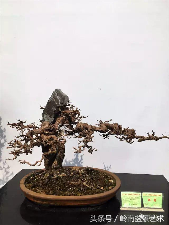 精品掌中宝三角梅盆景,顶级国宝级三角梅盆景