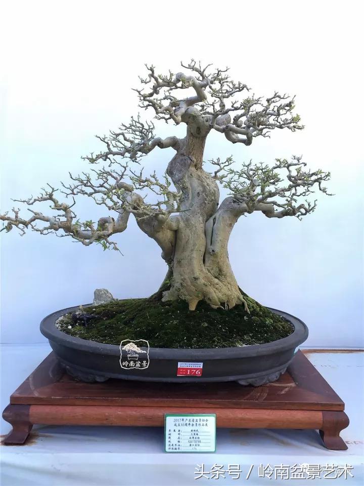 精品掌中宝三角梅盆景,顶级国宝级三角梅盆景