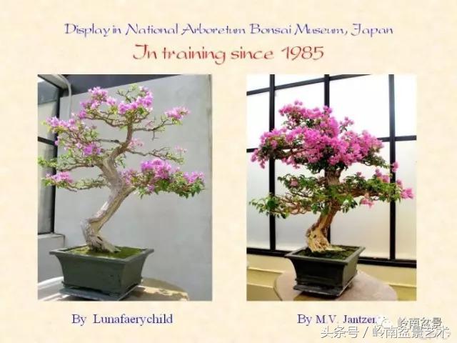 精品掌中宝三角梅盆景,顶级国宝级三角梅盆景