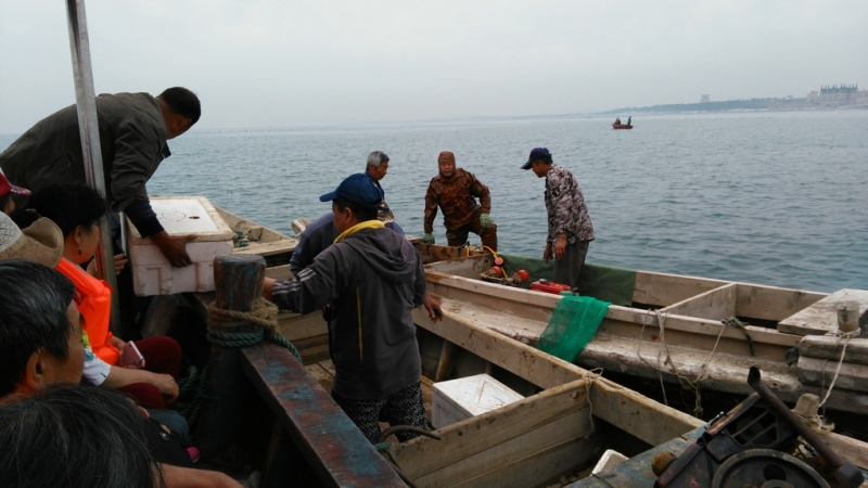 太热情，应邀来给大家介绍下家乡大连长海野生海参和当地生活！