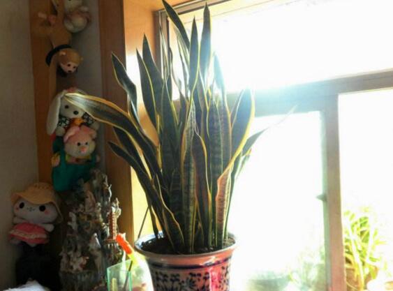 虎皮兰剪掉头还能活吗,虎皮兰为什么会拦腰折断