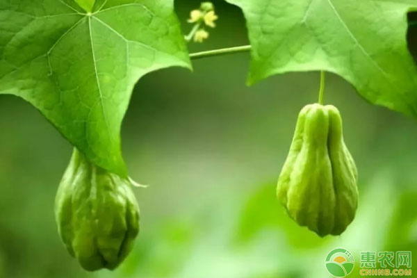 小小“致富果”卖出共富新路子,农村种植致富瓜