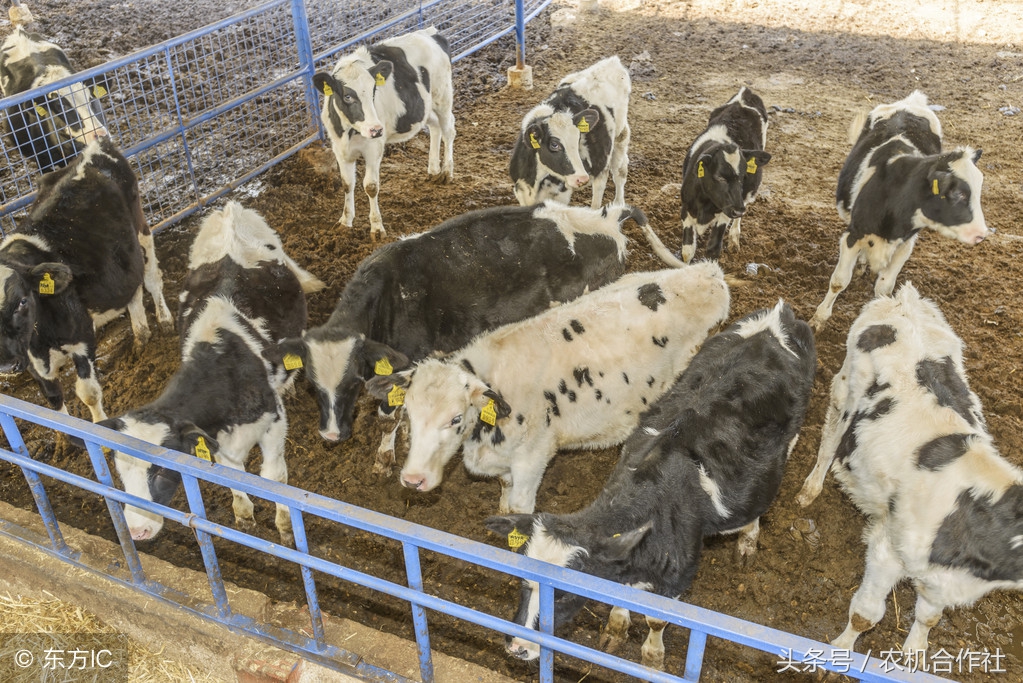 夏季奶牛解热镇痛有妙招七大抗炎药物“药到病除”