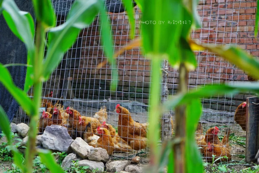 山楂树下农家,辉县山楂树下农家
