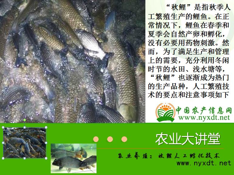 科技苑鲤鱼养殖技术,蝴蝶鲤自然产卵如何孵化