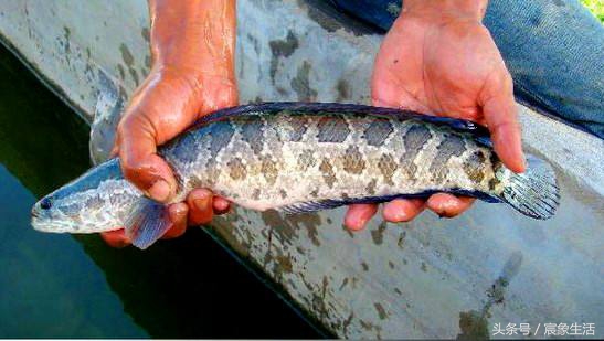 淡水鱼品种识别,溪流台钓常见鱼种