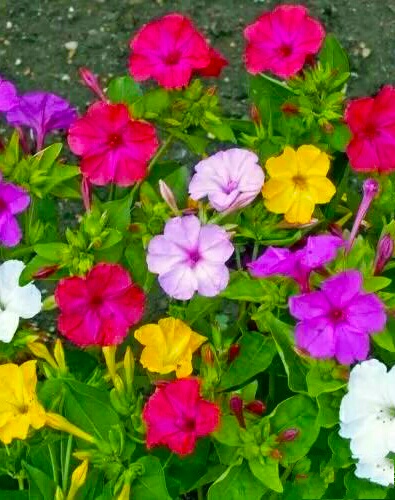 又见一朵美丽的茉莉花,七彩紫茉莉花