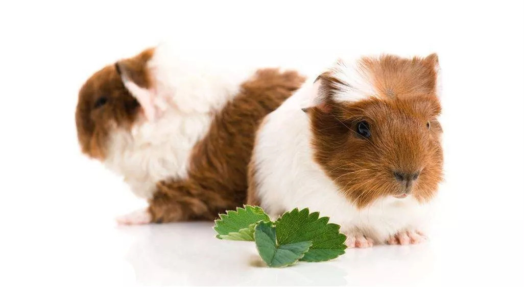 荷兰猪笼子脚垫有什么用,荷兰猪脚垫要多大孔洞