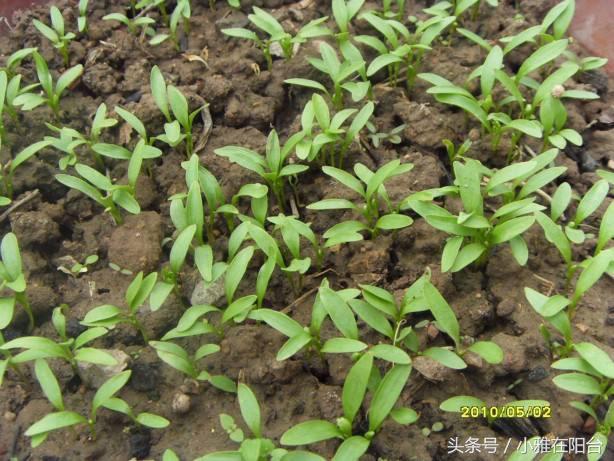 香菜怎么种长得快又好,香菜怎么种才能出苗快