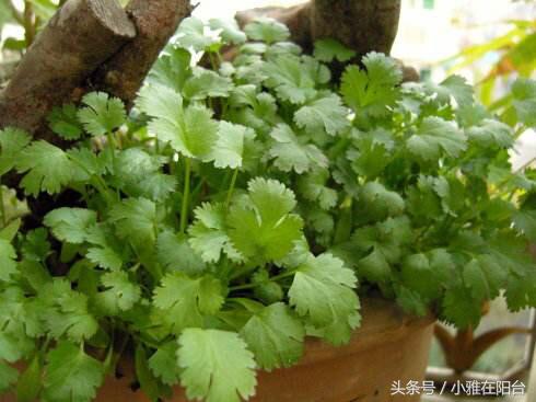 香菜怎么种长得快又好,香菜怎么种才能出苗快