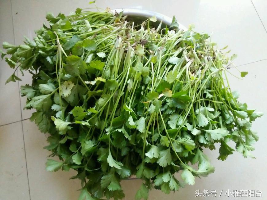 香菜很难出芽最快催芽方法,香菜种植发芽快方法