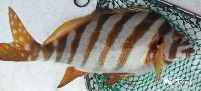 汕头南澳金钱鮸,最贵鮸鱼