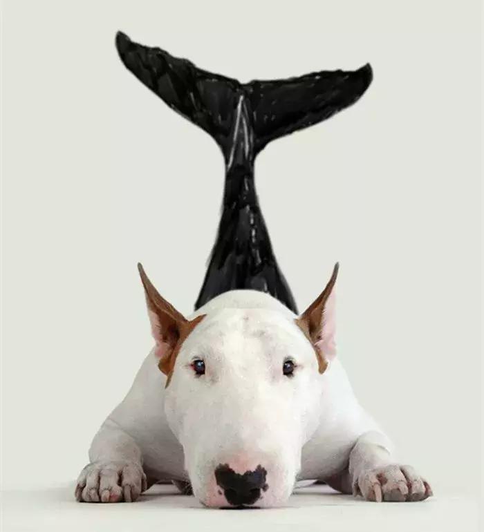 牛头梗的简笔画,牛头梗简笔画