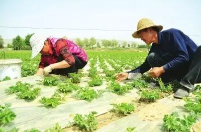 国家扶持的农村创业好项目2018,2023国家扶持农村致富项目有哪些