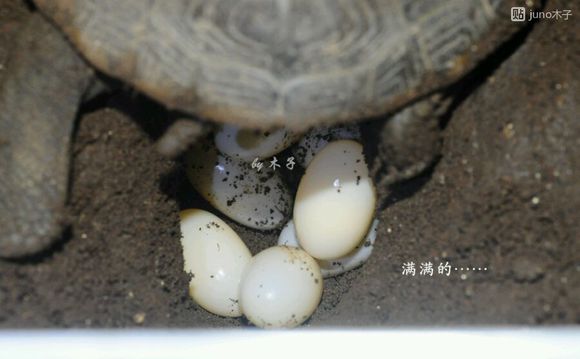 草龟繁殖经验分享孵蛋40天破壳,草龟孵化及幼龟养殖