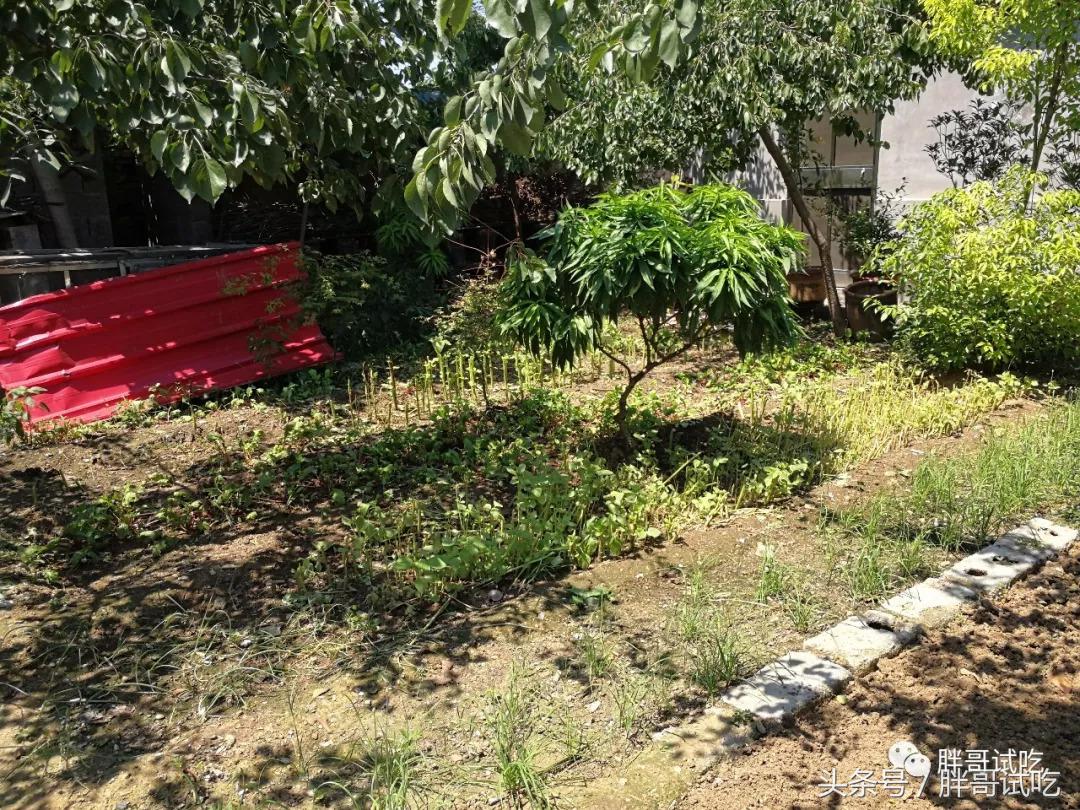 胖哥枣庄辣子鸡,邹坞辣子鸡试吃