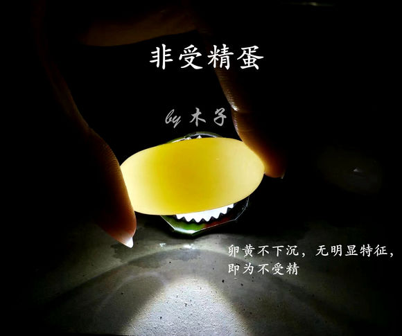 草龟繁殖经验分享孵蛋40天破壳,草龟孵化及幼龟养殖