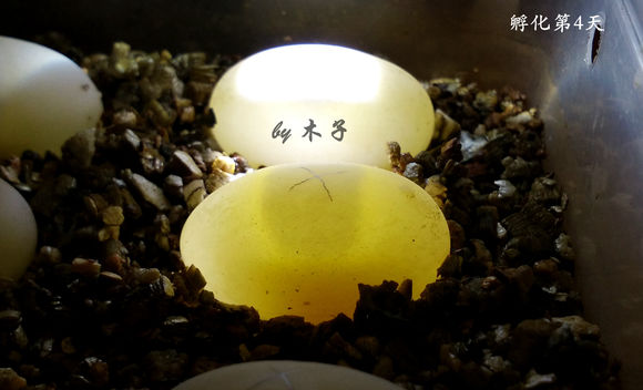 草龟繁殖经验分享孵蛋40天破壳,草龟孵化及幼龟养殖