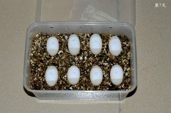 草龟繁殖经验分享孵蛋40天破壳,草龟孵化及幼龟养殖