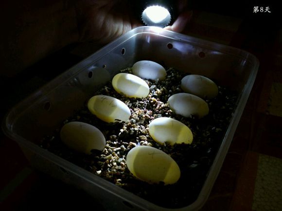 草龟繁殖经验分享孵蛋40天破壳,草龟孵化及幼龟养殖