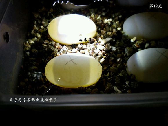 草龟繁殖经验分享孵蛋40天破壳,草龟孵化及幼龟养殖