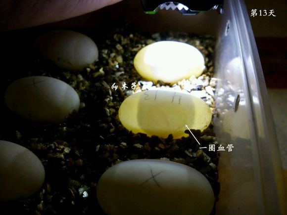 草龟繁殖经验分享孵蛋40天破壳,草龟孵化及幼龟养殖