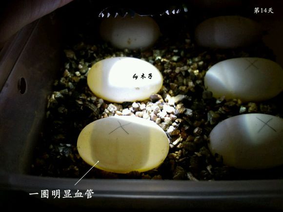 草龟繁殖经验分享孵蛋40天破壳,草龟孵化及幼龟养殖