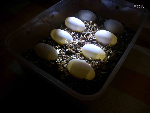 草龟繁殖经验分享孵蛋40天破壳,草龟孵化及幼龟养殖