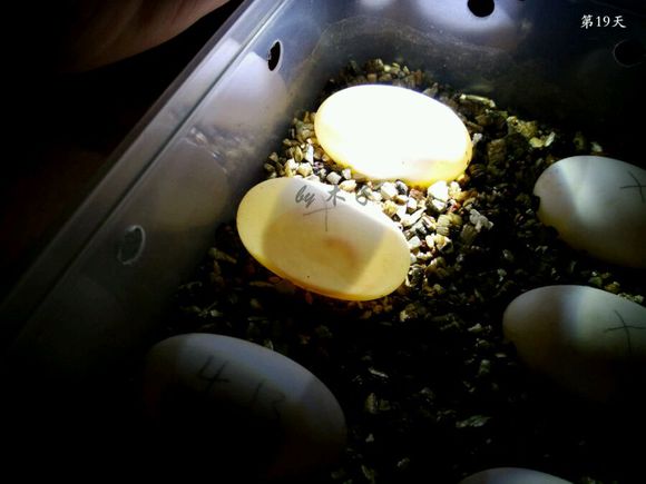 草龟繁殖经验分享孵蛋40天破壳,草龟孵化及幼龟养殖