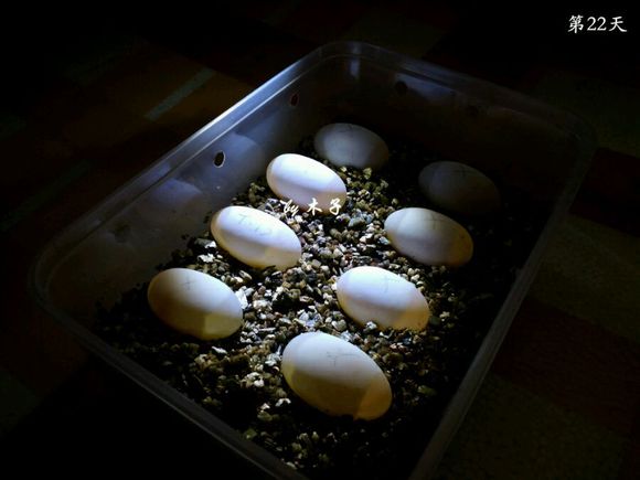 草龟繁殖经验分享孵蛋40天破壳,草龟孵化及幼龟养殖