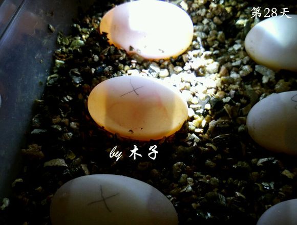 草龟繁殖经验分享孵蛋40天破壳,草龟孵化及幼龟养殖