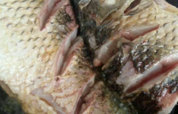 家常炖鲫鱼简单又好吃,家常炖鲫鱼最正宗的做法