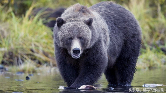 棕熊打老虎狠还是打狮子狠,棕熊和狮子谁更强
