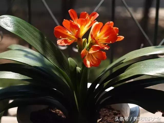 家中养什么花聚财旺家保平安,聚财旺家保平安