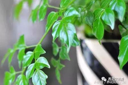 家中养什么花聚财旺家保平安,聚财旺家保平安