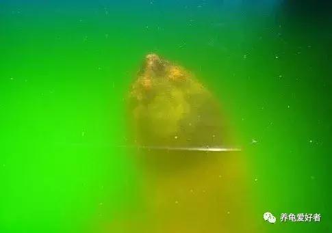 绿水养龟的绿水怎么来的,绿水养龟绿水容易臭吗