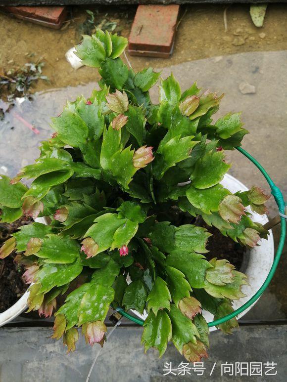 蟹爪兰叶子发黄一招解决,蟹爪兰整棵发黄是缺硫酸亚铁吗