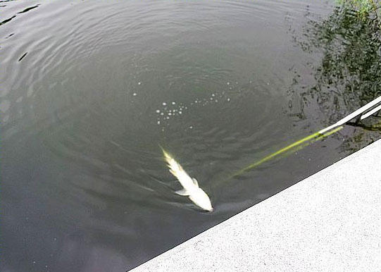 此鱼游泳迅速，行动敏捷，被广大钓友称为“水老虎”