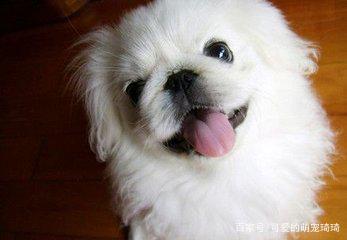 京巴犬的有哪些特点,京巴犬和什么犬最好看